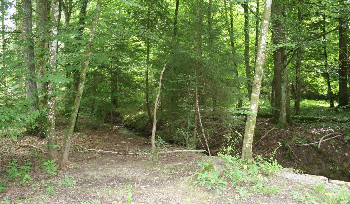 Ein dichter Wald mit grünen Bäumen und einem kleinen Bach im Hintergrund. Der Boden ist mit Laub und Pflanzen bedeckt., © Natur.Nah. Schönbuch & Heckengäu Ein dichter Wald mit grünen Bäumen und einem kleinen Bach im Hintergrund. Der Boden ist mit Laub und Pflanzen bedeckt., © Natur.Nah. Schönbuch & Heckengäu