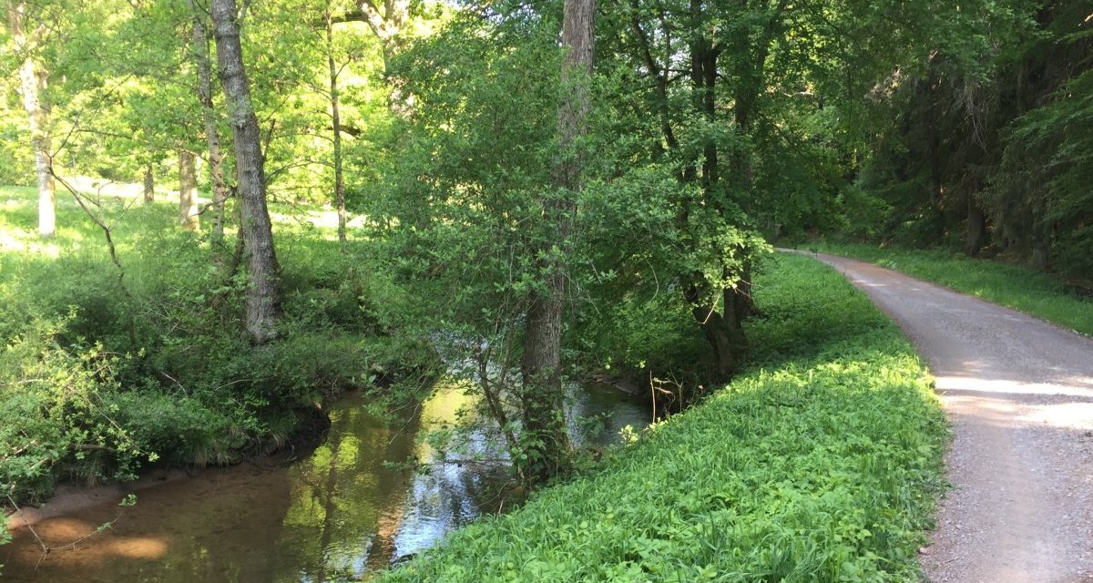 Ein schmaler Bach fließt entlang eines unbefestigten Weges durch einen dichten, grünen Wald. Die Sonne scheint durch die Bäume., © www.pro-cycl.de Ein schmaler Bach fließt entlang eines unbefestigten Weges durch einen dichten, grünen Wald. Die Sonne scheint durch die Bäume., © www.pro-cycl.de