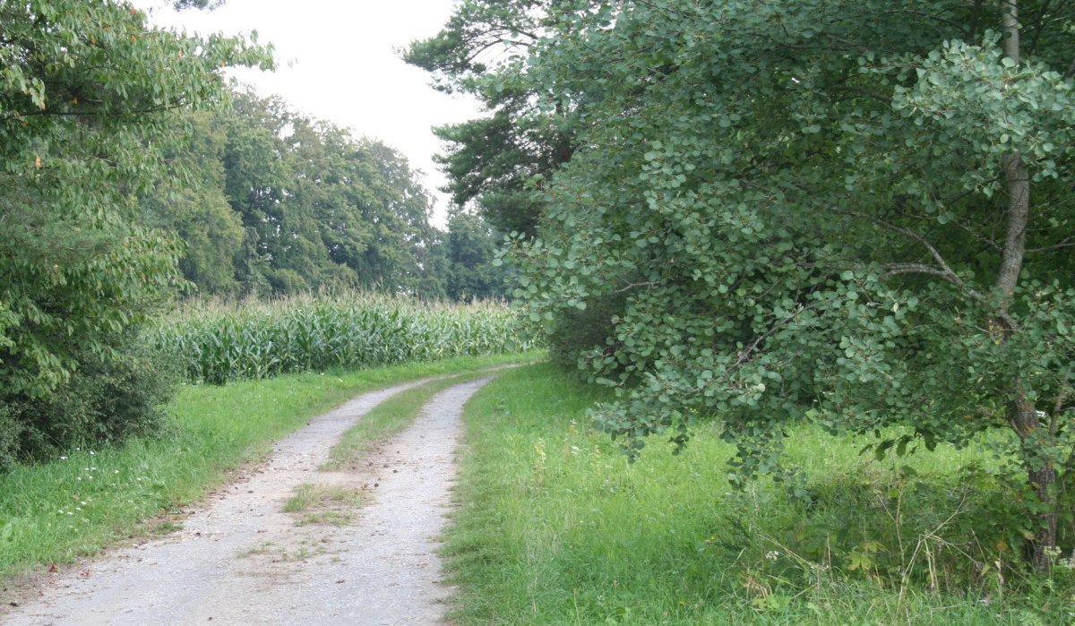 Ein schmaler, unbefestigter Weg schlängelt sich durch grüne Felder und Bäume, umgeben von üppiger Vegetation., © Natur.Nah. Schönbuch & Heckengäu