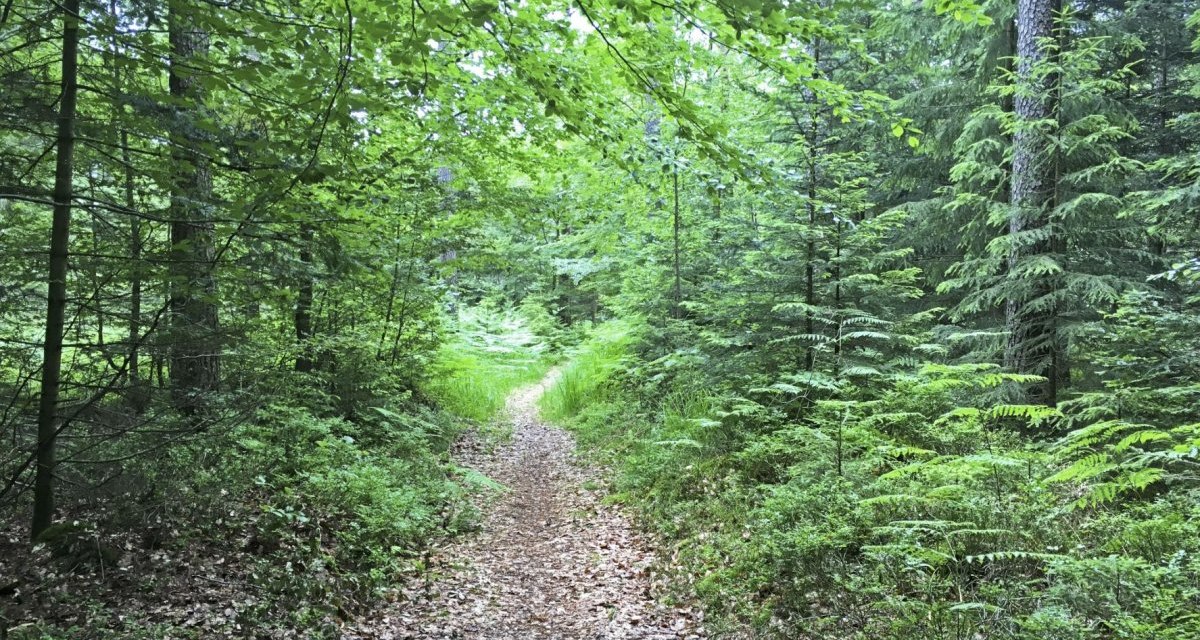 Ein schmaler Waldweg schlängelt sich durch einen dichten, grünen Wald voller Laub- und Nadelbäume., © www.pro-cycl.de Ein schmaler Waldweg schlängelt sich durch einen dichten, grünen Wald voller Laub- und Nadelbäume., © www.pro-cycl.de
