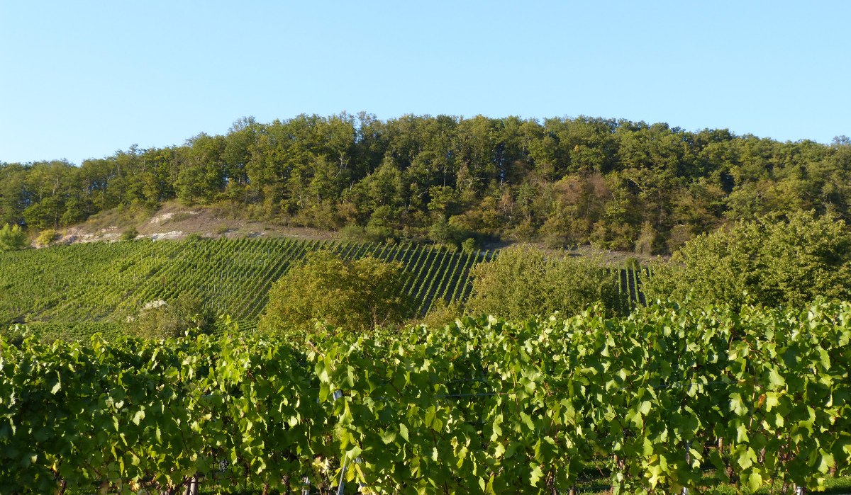 Grüne Weinberge mit dicht bepflanzten Reben, dahinter ein bewaldeter Hügel unter klarem, blauem Himmel., © Land der 1000 Hügel - Kraichgau-Stromberg Grüne Weinberge mit dicht bepflanzten Reben, dahinter ein bewaldeter Hügel unter klarem, blauem Himmel., © Land der 1000 Hügel - Kraichgau-Stromberg