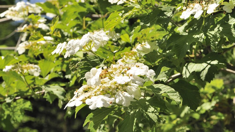 Blume in Arboretum Herrenberg