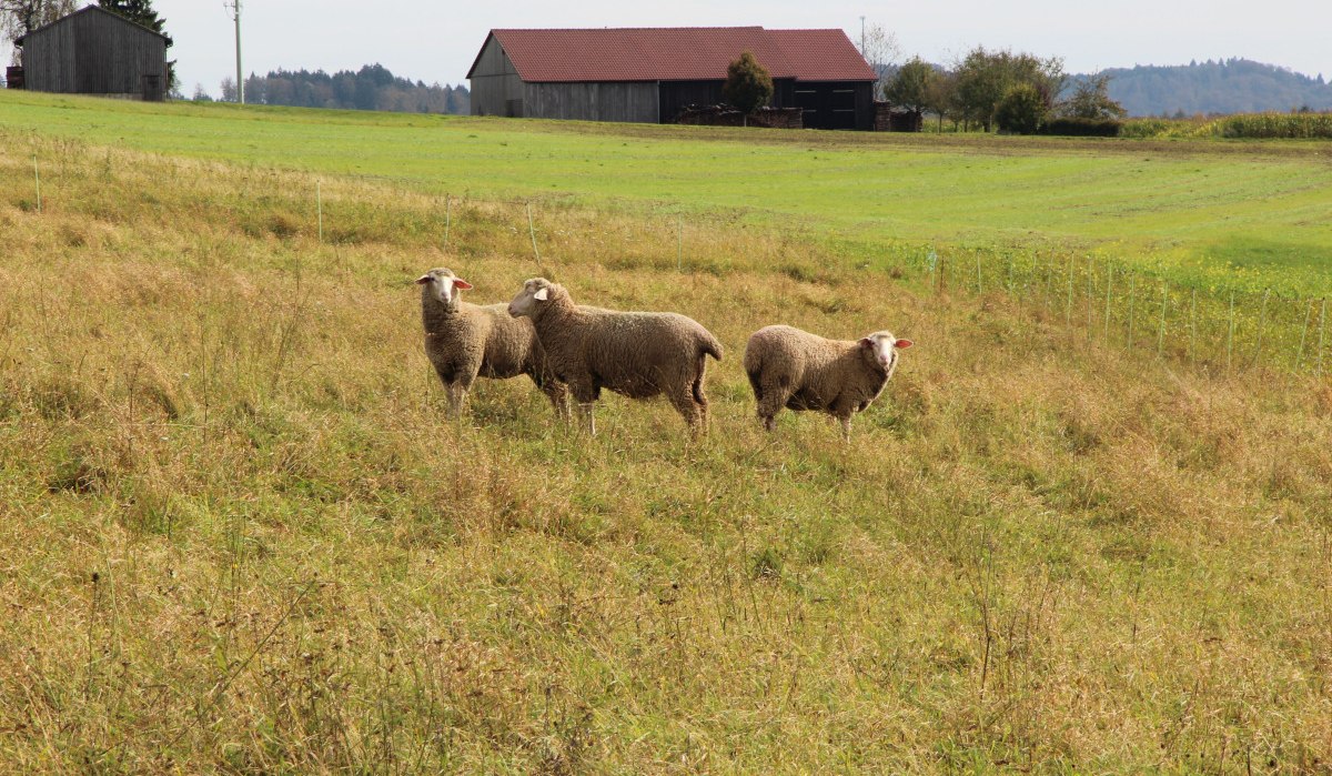 Schafe entlang des Weges, © Bad Urach Tourismus