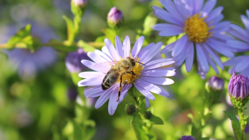 Eine Biene sitzt auf einer lila Blume, umgeben von weiteren Blüten und Knospen im grünen Hintergrund., © M. Badtke