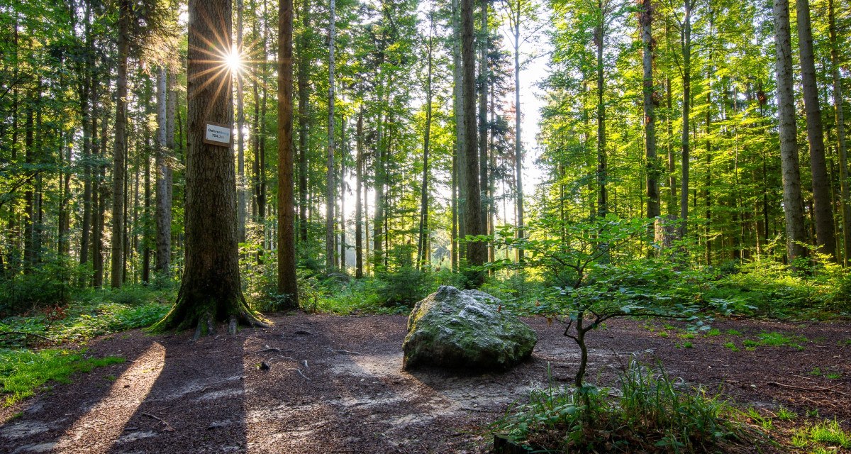 Auf den ersten Blick eigentlich unspektakulär, aber das ist er: der Gipfel des Gehrenberg 754,3 m ü.M., © Tourismusgemeinschaft Gehrenberg-Bodensee e.V. Auf den ersten Blick eigentlich unspektakulär, aber das ist er: der Gipfel des Gehrenberg 754,3 m ü.M., © Tourismusgemeinschaft Gehrenberg-Bodensee e.V.