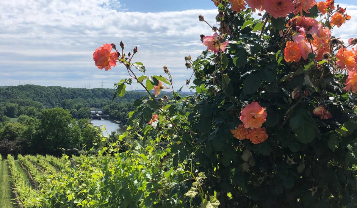 Rosen in den Weinbergen bei Marbach, © TMBW Rosen in den Weinbergen bei Marbach, © TMBW