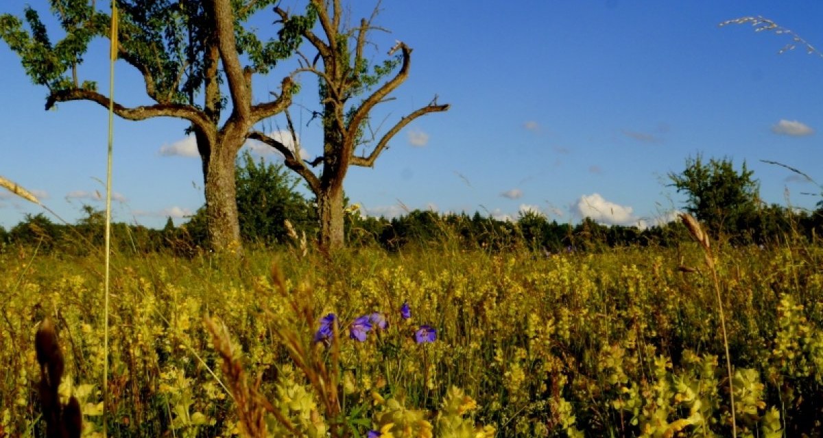 Streuobstwiese mit bl&uuml;henden Wildblumen, einem kahlen Baum und blauem Himmel. Die Wiese ist dicht bewachsen und strahlt in gelben und violetten T&ouml;nen., &copy; Natur.Nah. Sch&ouml;nbuch & Heckeng&auml;u