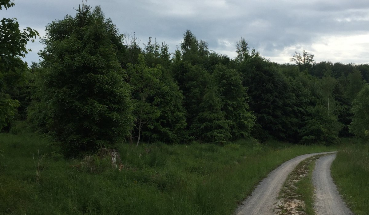 Ein schmaler Weg schl&auml;ngelt sich durch eine gr&uuml;ne Waldlandschaft unter einem bew&ouml;lkten Himmel., &copy; www.pro-cycl.de