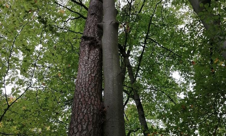 Zwei Bäume stehen eng beieinander im Wald, ihre Stämme berühren sich. Über ihnen breitet sich ein dichtes Blätterdach aus., © © Margit Sigle-Rannenberg