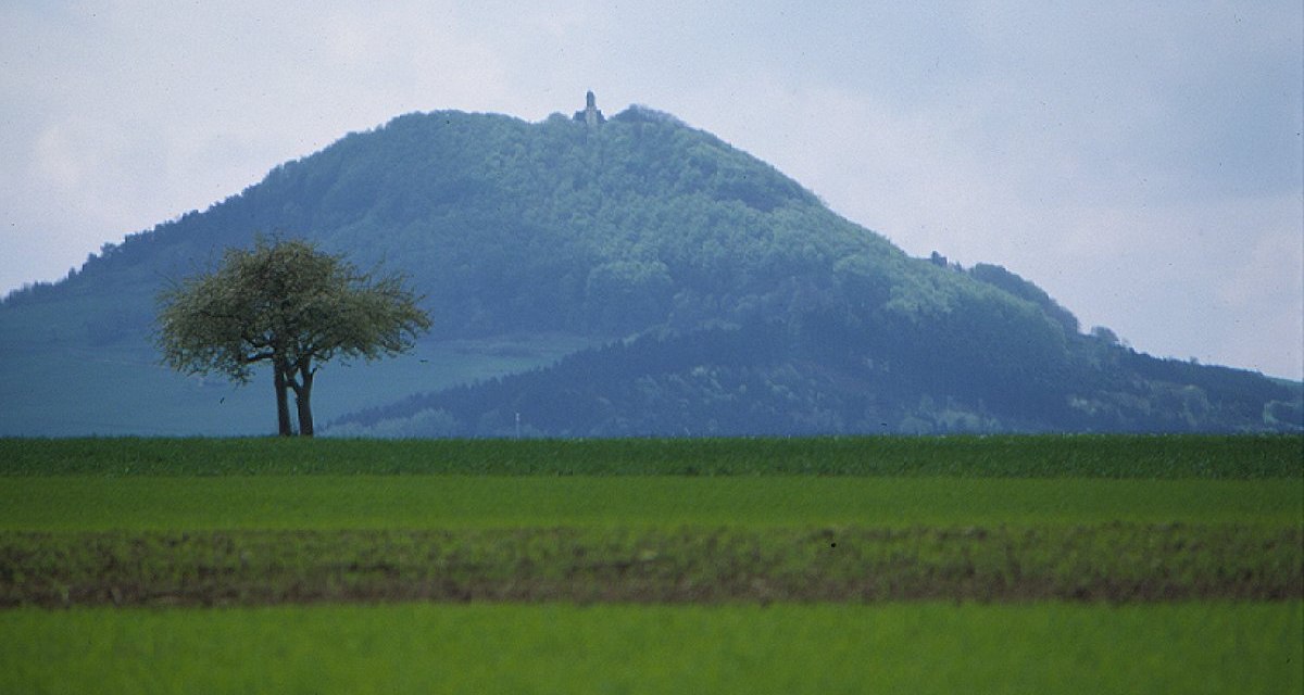 Ein gr&uuml;nes Feld mit einem einzelnen Baum im Vordergrund. Im Hintergrund erhebt sich der bewaldete Rechberg unter einem bew&ouml;lkten Himmel., &copy; Stadt Schw&auml;bisch Gm&uuml;nd
