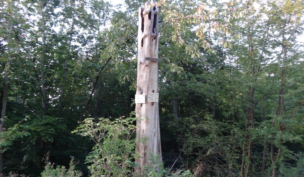 Ein toter Baumstamm mit Schildern steht in einem dichten Wald. Die Umgebung ist grün und dicht bewachsen., © Nürtingen - Stuttgart-Marketing GmbH Ein toter Baumstamm mit Schildern steht in einem dichten Wald. Die Umgebung ist grün und dicht bewachsen., © Nürtingen - Stuttgart-Marketing GmbH