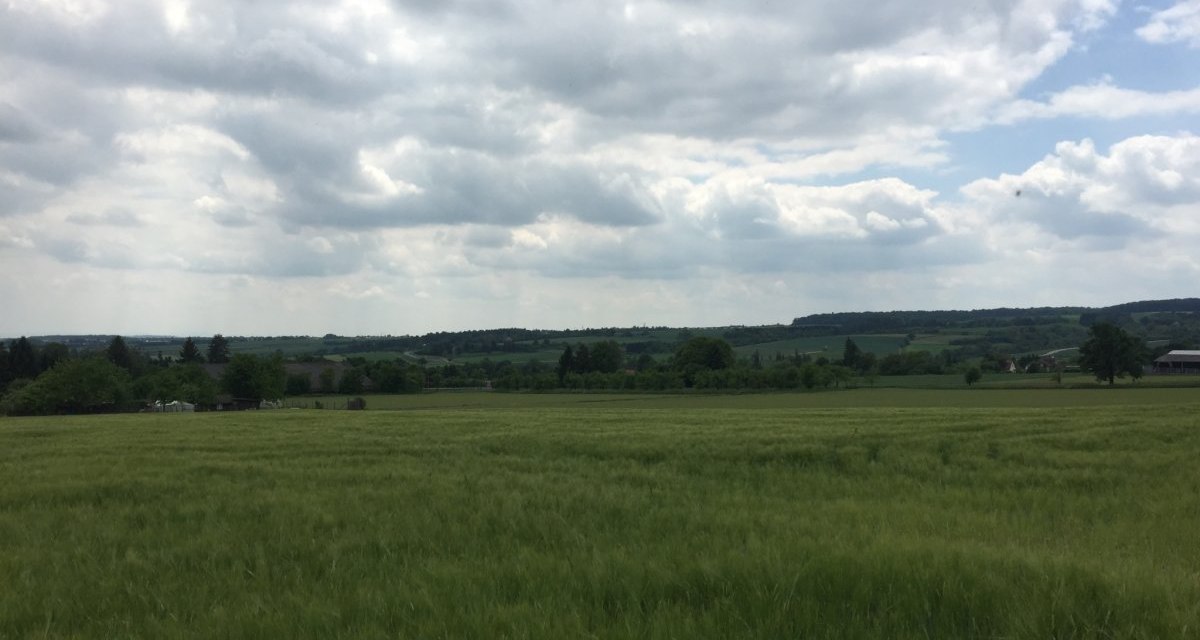 Ein weites Getreidefeld erstreckt sich unter einem bewölkten Himmel. Im Hintergrund sind sanfte Hügel und vereinzelte Gebäude zu sehen., © Natur.Nah. Schönbuch & Heckengäu Ein weites Getreidefeld erstreckt sich unter einem bewölkten Himmel. Im Hintergrund sind sanfte Hügel und vereinzelte Gebäude zu sehen., © Natur.Nah. Schönbuch & Heckengäu