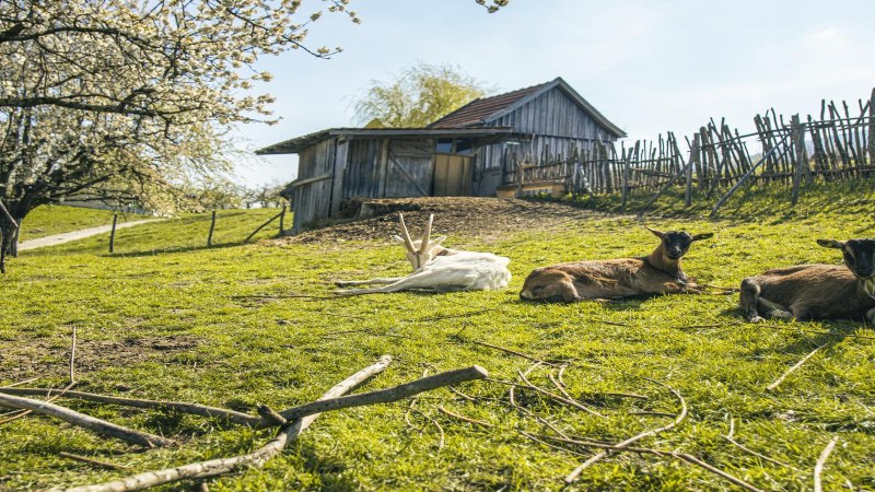 Ziegen liegen auf einer gr&uuml;nen Wiese im Freilichtmuseum Beuren. Im Hintergrund sind ein Holzzaun und eine H&uuml;tte zu sehen., &copy; SMG, Sarah Schmid