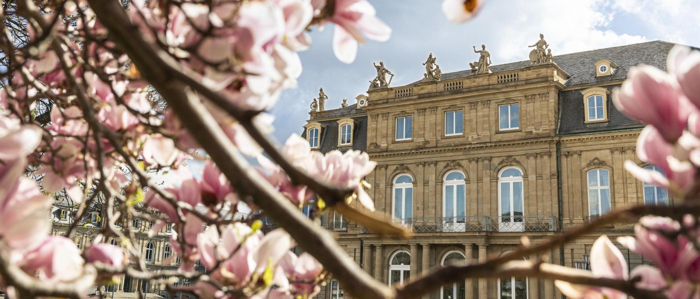 Rosa Magnolienbl&uuml;ten im Vordergrund, dahinter das Neue Schloss in Stuttgart mit blauen Himmel und Wolken., &copy; Stuttgart Marketing GmbH, Sarah Schmid
