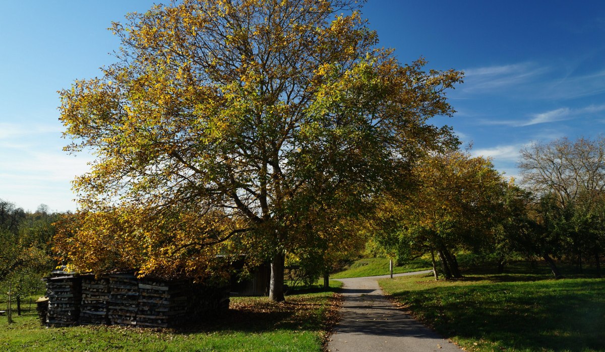 Großer Baum mit gelbem Herbstlaub neben einem Weg, Holzstapel im Schatten, blauer Himmel., © Natur.Nah. Schönbuch & Heckengäu