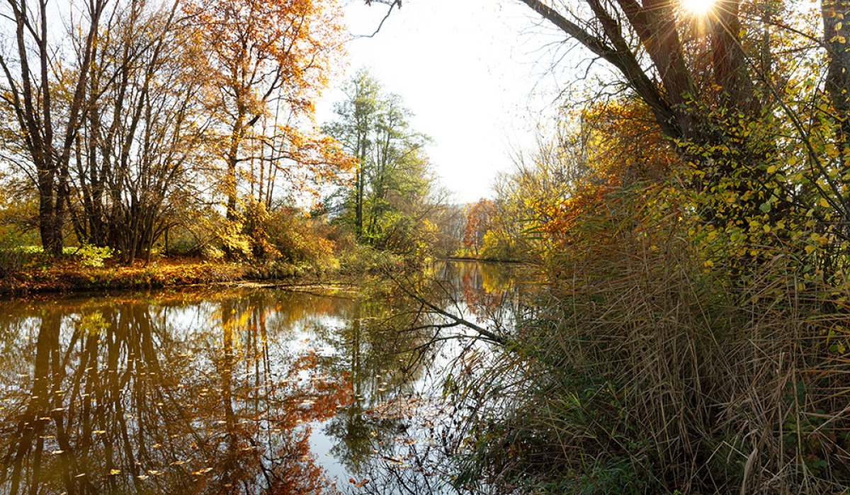 Herbstliche Uferlandschaft des Kochers in Gaildorf mit buntem Laub, spiegelndem Wasser und Sonnenstrahlen durch die Bäume. Herbstliche Uferlandschaft des Kochers in Gaildorf mit buntem Laub, spiegelndem Wasser und Sonnenstrahlen durch die Bäume.
