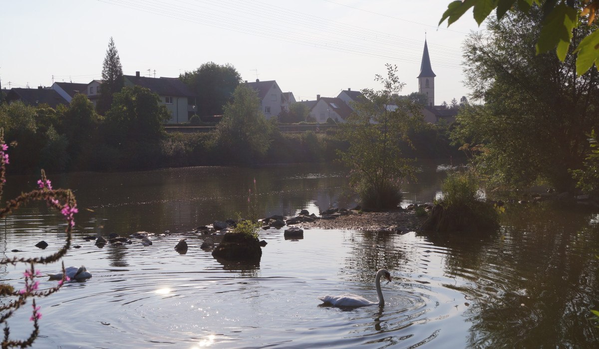 Ein Schwan schwimmt in einem Fluss, umgeben von Bäumen. Im Hintergrund ist ein Dorf mit einem Kirchturm zu sehen. Die Sonne spiegelt sich im Wasser., © Ludwigsburg - Stuttgart-Marketing GmbH Ein Schwan schwimmt in einem Fluss, umgeben von Bäumen. Im Hintergrund ist ein Dorf mit einem Kirchturm zu sehen. Die Sonne spiegelt sich im Wasser., © Ludwigsburg - Stuttgart-Marketing GmbH