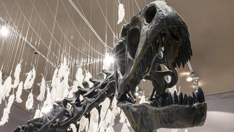 Ein Dinosaurierskelett im Museum am Löwentor, umgeben von hängenden weißen Federn und beleuchtet von Deckenstrahlern., © Stuttgart-Marketing GmbH, Sarah Schmid Ein Dinosaurierskelett im Museum am Löwentor, umgeben von hängenden weißen Federn und beleuchtet von Deckenstrahlern., © Stuttgart-Marketing GmbH, Sarah Schmid