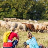 Zwei Personen sitzen auf einer Wiese und beobachten eine Schafherde. Im Hintergrund sind Bäume zu sehen., © Torsten Wenzler