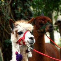 Drei Alpakas mit bunten Halftern stehen nebeneinander im Grünen, umgeben von Bäumen., © WTM GmbH Waiblingen