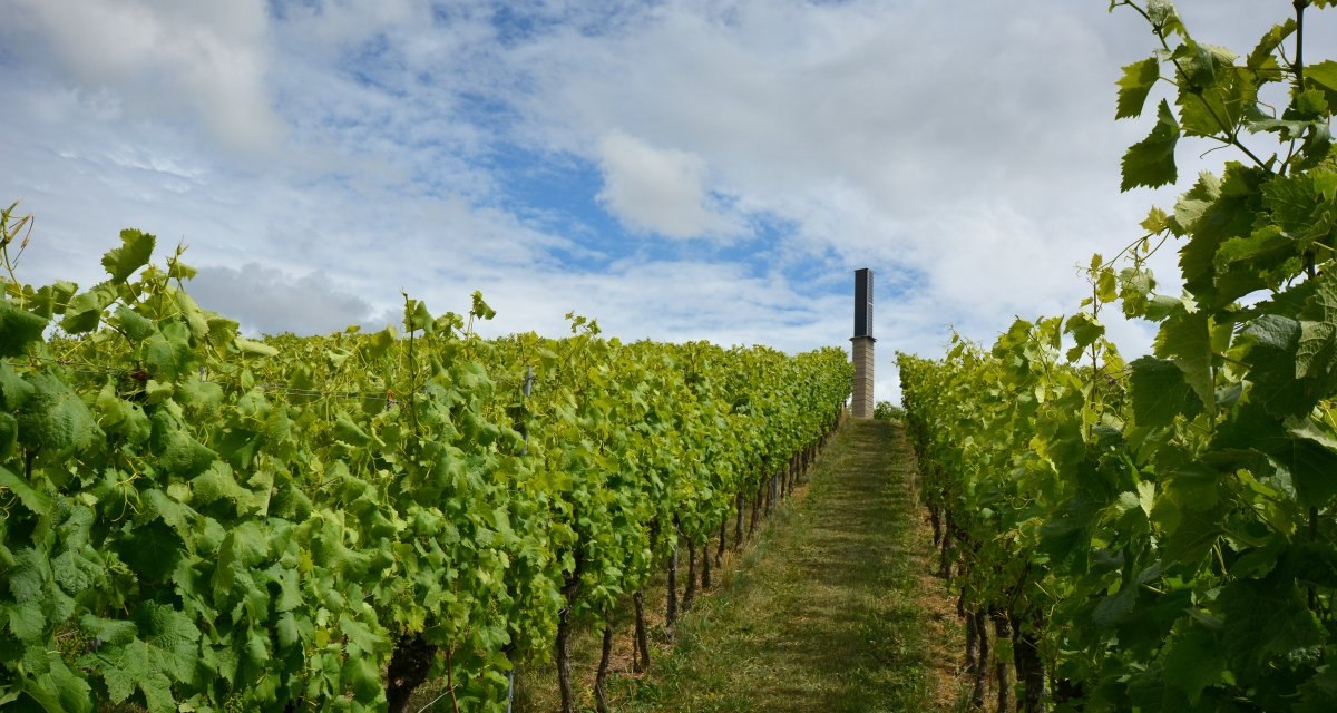 Ein Weinberg in Fellbach mit gr&uuml;nen Reben, die sich entlang eines Weges erstrecken. Im Hintergrund steht ein Turm unter einem teils bew&ouml;lkten Himmel., &copy; Remstal Tourismus e.V.
