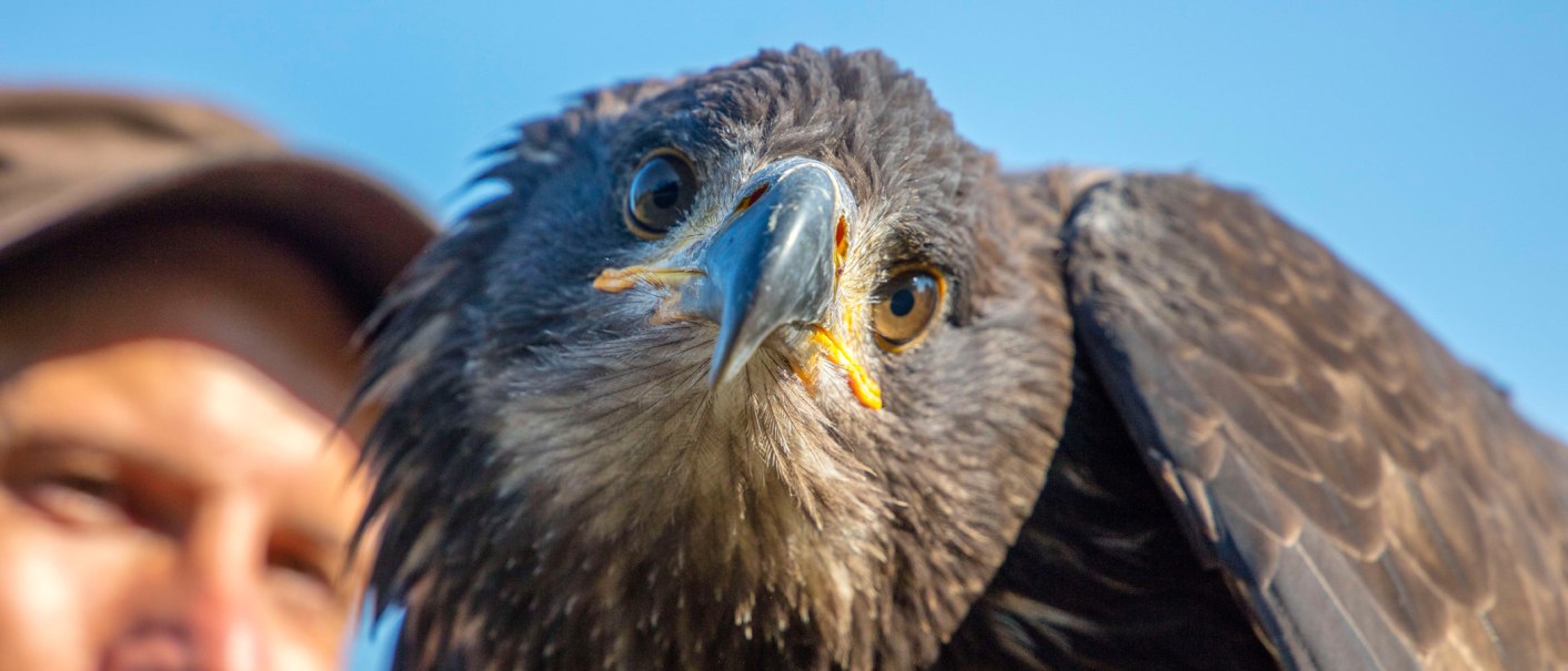 Nahaufnahme eines Adlers mit intensivem Blick, im Hintergrund unscharf ein Mensch mit Hut. Der Himmel ist klar und blau., © Stuttgart-Marketing GmbH, Achim Mende Nahaufnahme eines Adlers mit intensivem Blick, im Hintergrund unscharf ein Mensch mit Hut. Der Himmel ist klar und blau., © Stuttgart-Marketing GmbH, Achim Mende