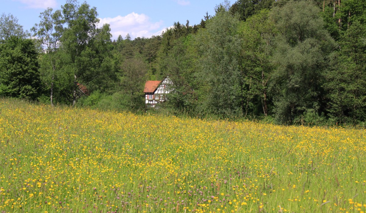 Ein Fachwerkhaus steht idyllisch im Gr&uuml;nen, umgeben von dichten B&auml;umen und einer bl&uuml;henden Wiese voller gelber Blumen.