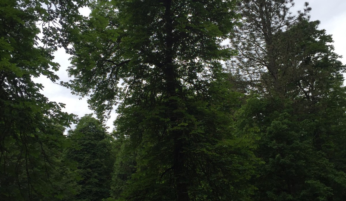 Ein dichter Wald mit hohen, gr&uuml;nen B&auml;umen unter einem bew&ouml;lkten Himmel. Die &uuml;ppige Vegetation vermittelt eine ruhige, nat&uuml;rliche Atmosph&auml;re., &copy; www.pro-cycl.de