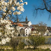 Blühende Bäume im Vordergrund, dahinter der Stadtgarten Böblingen mit Gebäuden und einem Kirchturm unter blauem Himmel., © SMG, Sarah Schmid