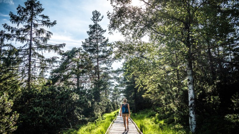 Eine Person wandert auf einem Bohlenweg durch das Wildseemoor, umgeben von Bäumen und grünem Gras, bei sonnigem Wetter., © Nördlicher Schwarzwald Eine Person wandert auf einem Bohlenweg durch das Wildseemoor, umgeben von Bäumen und grünem Gras, bei sonnigem Wetter., © Nördlicher Schwarzwald
