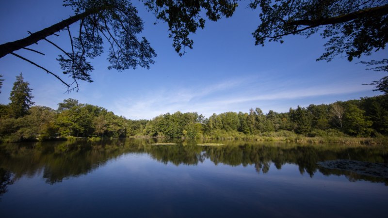Ein ruhiger See mit spiegelnder Wasseroberfl&auml;che, umgeben von gr&uuml;nen B&auml;umen unter einem klaren blauen Himmel., &copy; Region Stuttgart