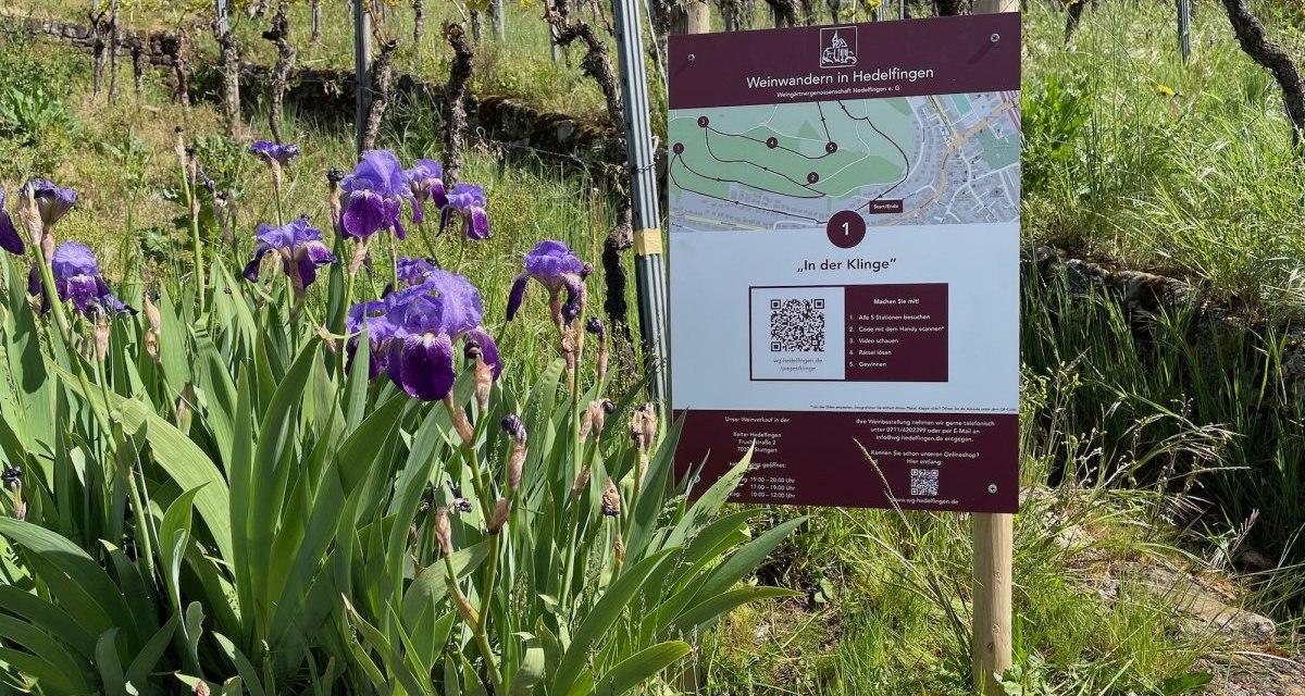 Ein Schild mit der Aufschrift 'Weinwandern in Hedelfingen' steht in einem Weinberg. Lila Blumen blühen im Vordergrund., © Lukas Alperowitz Ein Schild mit der Aufschrift 'Weinwandern in Hedelfingen' steht in einem Weinberg. Lila Blumen blühen im Vordergrund., © Lukas Alperowitz