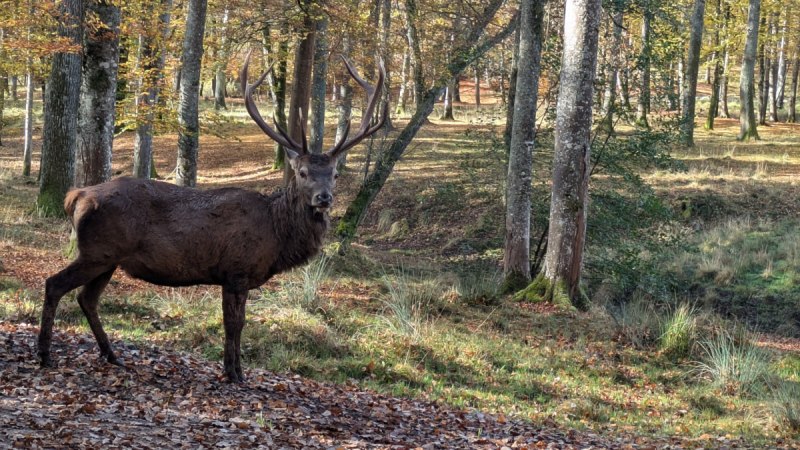 Ein majestätischer Hirsch steht im herbstlichen Wald, umgeben von buntem Laub und hohen Bäumen., © Natur.Nah. Schönbuch & Heckengäu Ein majestätischer Hirsch steht im herbstlichen Wald, umgeben von buntem Laub und hohen Bäumen., © Natur.Nah. Schönbuch & Heckengäu