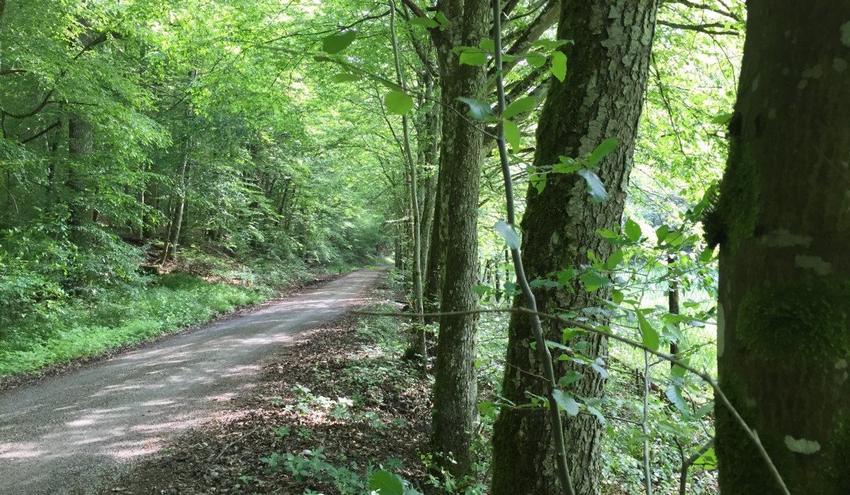 Ein schmaler Weg schlängelt sich durch eine grüne Waldallee, umgeben von dichtem Laub und hohen Bäumen., © www.pro-cycl.de Ein schmaler Weg schlängelt sich durch eine grüne Waldallee, umgeben von dichtem Laub und hohen Bäumen., © www.pro-cycl.de