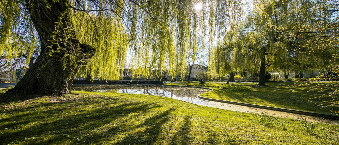 Sonniger Park mit Teich und hängenden Weidenbäumen im Alten Stadtgarten Kornwestheim. Die Sonne scheint durch das dichte Blätterwerk., © SMG, Sarah Schmid Sonniger Park mit Teich und hängenden Weidenbäumen im Alten Stadtgarten Kornwestheim. Die Sonne scheint durch das dichte Blätterwerk., © SMG, Sarah Schmid