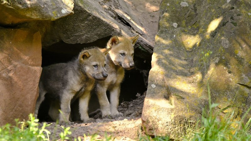 Europöische wölfe, © Erlebnispark Tripsdrill Europöische wölfe, © Erlebnispark Tripsdrill