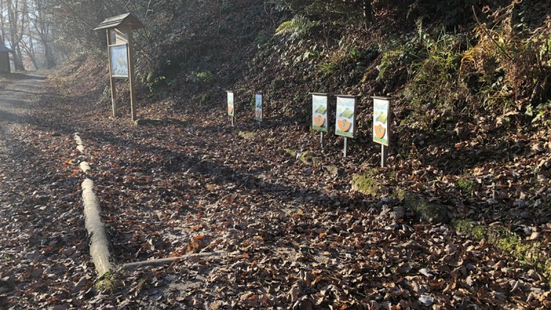 Ein Waldweg mit mehreren Infotafeln am Holzwurmpfad, umgeben von herbstlichem Laub und Bäumen., © Nördlicher Schwarzwald