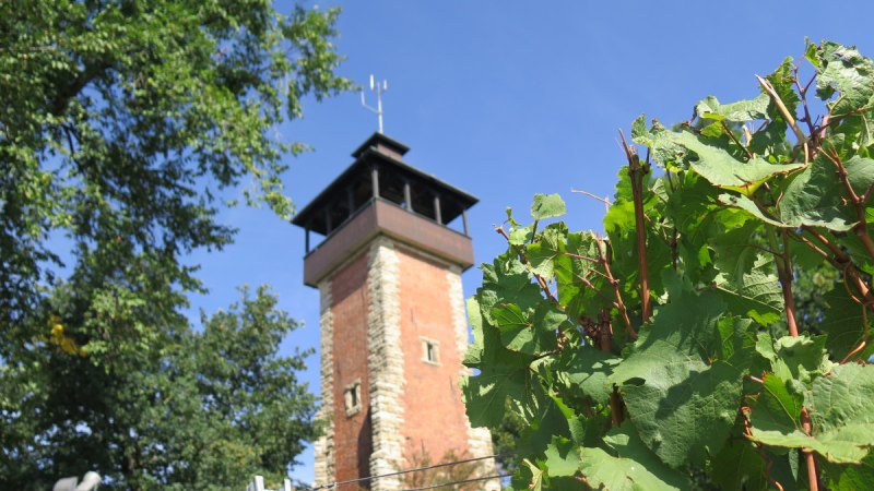 Der Burgholzhofturm ragt hinter grünen Weinreben und Bäumen in den blauen Himmel., © Stuttgart-Marketing GmbH Der Burgholzhofturm ragt hinter grünen Weinreben und Bäumen in den blauen Himmel., © Stuttgart-Marketing GmbH