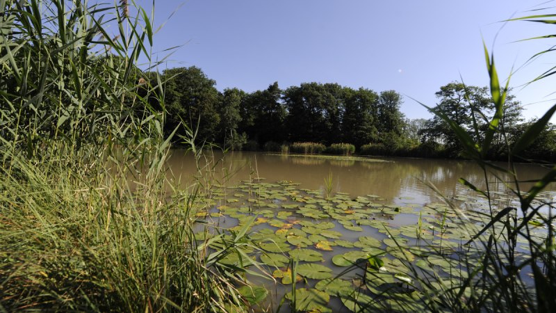 Ein idyllischer See mit Seerosen und Schilf, umgeben von Bäumen und klarem Himmel., © Land der 1000 Hügel - Kraichgau-Stromberg Ein idyllischer See mit Seerosen und Schilf, umgeben von Bäumen und klarem Himmel., © Land der 1000 Hügel - Kraichgau-Stromberg