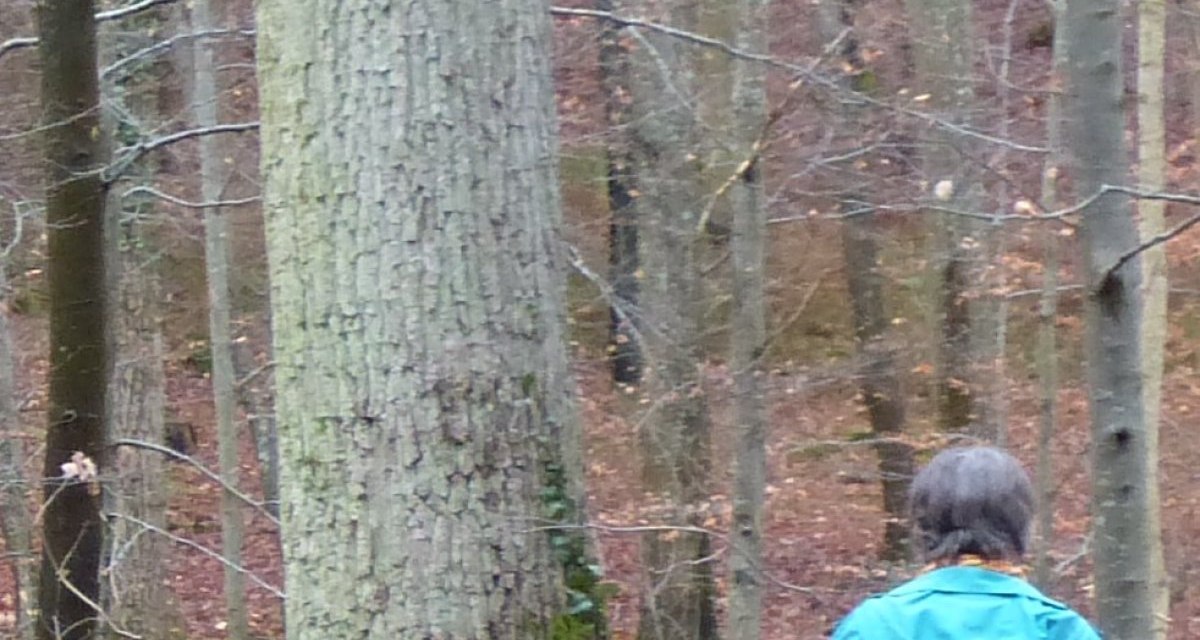 Person im blauen Mantel steht im Wald. Ein Baum trägt ein orangefarbenes Schild mit der Nummer '3'. Herbstliche Atmosphäre., © Natur.Nah. Schönbuch & Heckengäu Person im blauen Mantel steht im Wald. Ein Baum trägt ein orangefarbenes Schild mit der Nummer '3'. Herbstliche Atmosphäre., © Natur.Nah. Schönbuch & Heckengäu