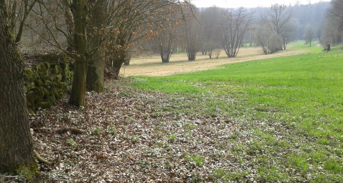 Frühlingslandschaft mit grüner Wiese, kahlen Bäumen und einer moosbewachsenen Steinmauer am Waldrand., © Natur.Nah. Schönbuch & Heckengäu Frühlingslandschaft mit grüner Wiese, kahlen Bäumen und einer moosbewachsenen Steinmauer am Waldrand., © Natur.Nah. Schönbuch & Heckengäu