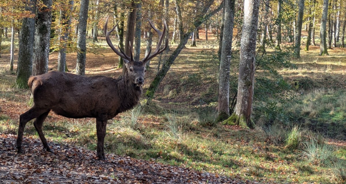 Ein majestätischer Hirsch steht im herbstlichen Wald, umgeben von buntem Laub und hohen Bäumen., © Natur.Nah. Schönbuch & Heckengäu Ein majestätischer Hirsch steht im herbstlichen Wald, umgeben von buntem Laub und hohen Bäumen., © Natur.Nah. Schönbuch & Heckengäu