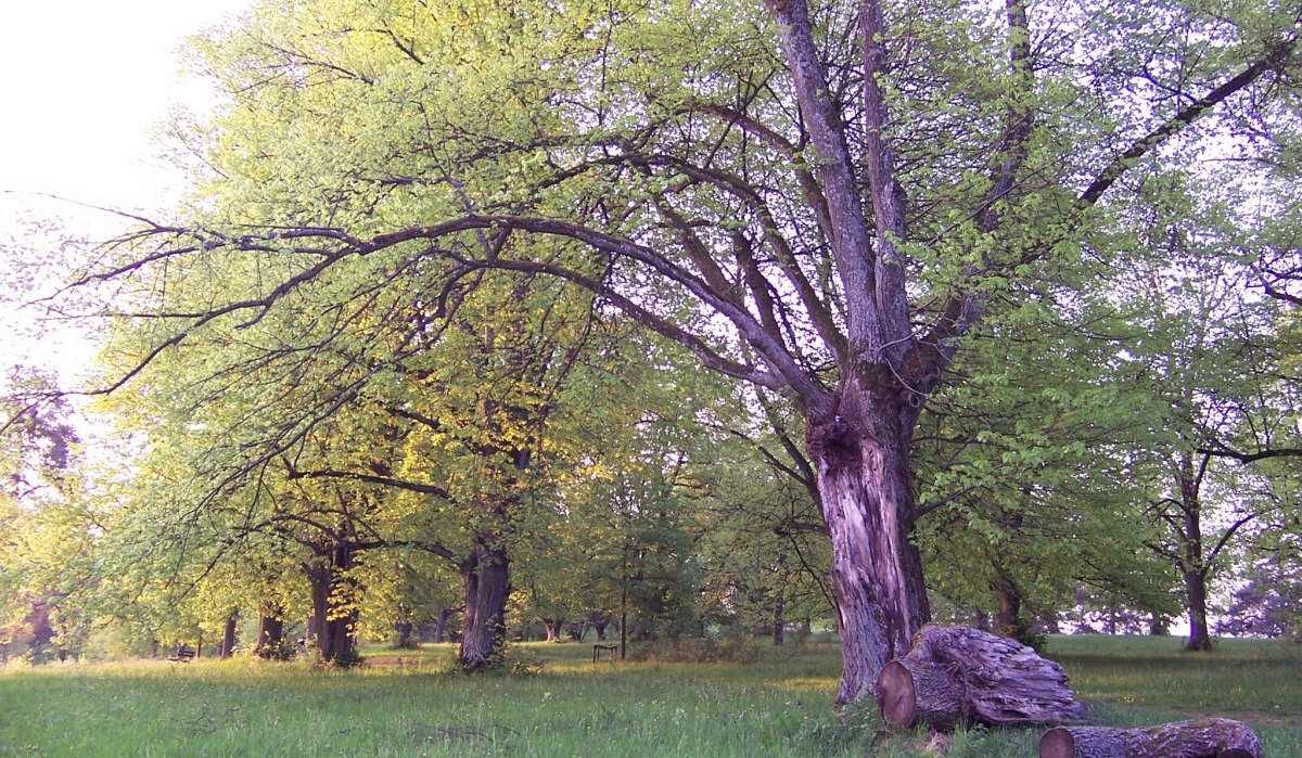 Großer Baum mit ausladenden Ästen auf grüner Wiese, gefällte Baumstämme im Vordergrund. Die Blätter sind frisch und grün., © Natur.Nah. Schönbuch & Heckengäu Großer Baum mit ausladenden Ästen auf grüner Wiese, gefällte Baumstämme im Vordergrund. Die Blätter sind frisch und grün., © Natur.Nah. Schönbuch & Heckengäu