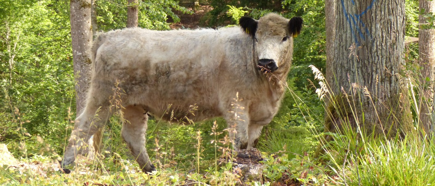 Ein weißes Galloway-Rind steht im Wald, umgeben von Bäumen und Gras. Das Tier hat ein dichtes, helles Fell und schwarze Ohren., © Landratsamt Böblingen, Amt für Forsten Ein weißes Galloway-Rind steht im Wald, umgeben von Bäumen und Gras. Das Tier hat ein dichtes, helles Fell und schwarze Ohren., © Landratsamt Böblingen, Amt für Forsten