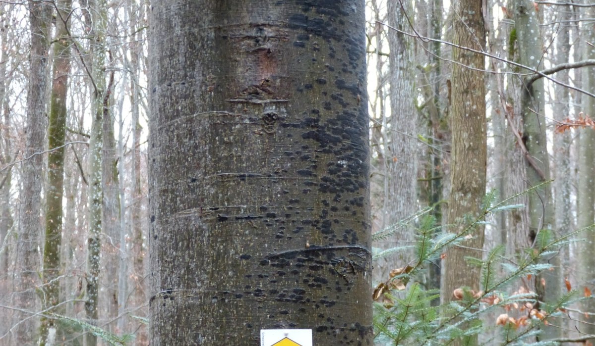 Ein Holzschild mit der Aufschrift "STECKENTALSTR&Auml;SSLE" h&auml;ngt an einem Baum im Wald. Darunter sind zwei Wandermarkierungen angebracht., &copy; Natur.Nah. Sch&ouml;nbuch & Heckeng&auml;u