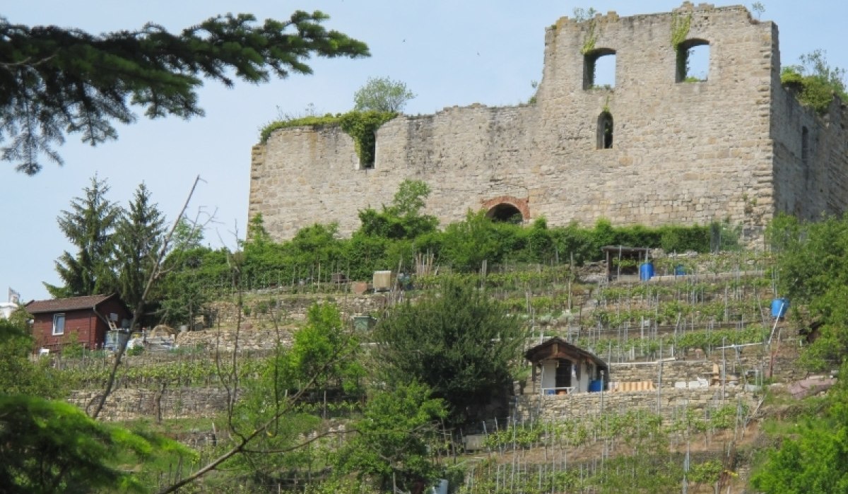 Die Burgruine Alt-Sachsenheim thront über terrassierten Weinbergen, umgeben von grüner Vegetation und kleinen Hütten., © Stadt Sachsenheim Die Burgruine Alt-Sachsenheim thront über terrassierten Weinbergen, umgeben von grüner Vegetation und kleinen Hütten., © Stadt Sachsenheim