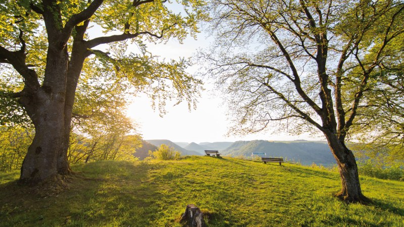 Zwei Bäume rahmen einen Aussichtspunkt mit Bänken ein, im Hintergrund sind Hügel zu sehen. Die Sonne scheint durch die Blätter., © SMG, Achim Mende Zwei Bäume rahmen einen Aussichtspunkt mit Bänken ein, im Hintergrund sind Hügel zu sehen. Die Sonne scheint durch die Blätter., © SMG, Achim Mende