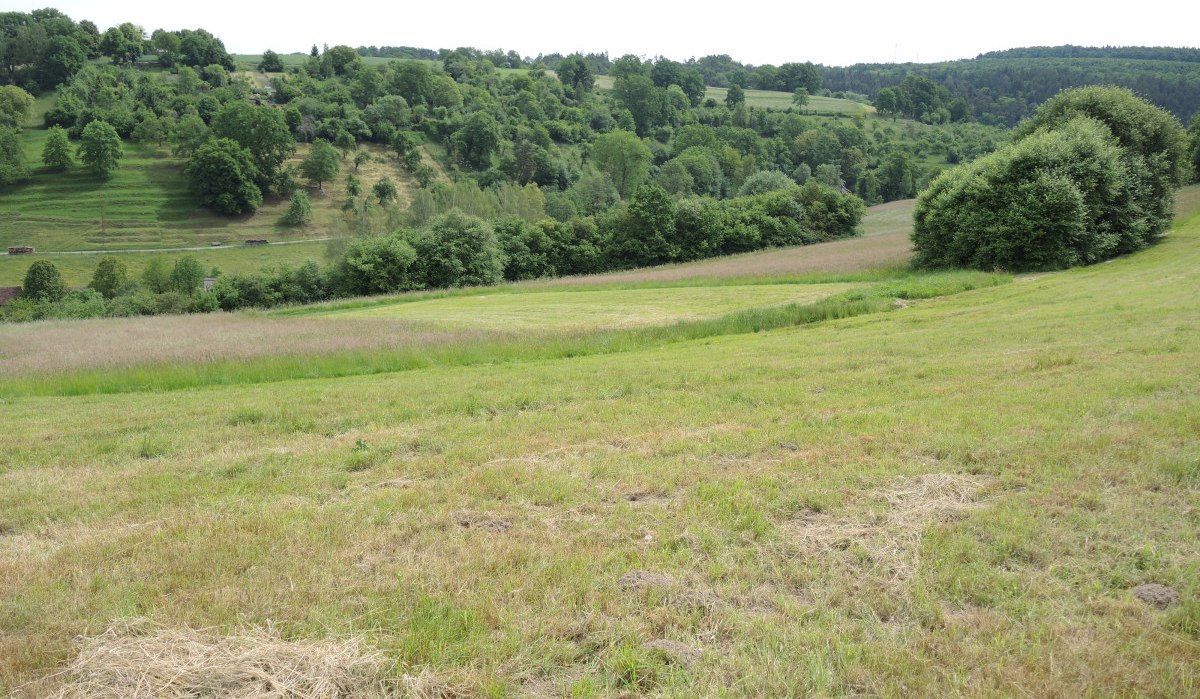 Weite grüne Wiesen und sanfte Hügel mit üppigen Bäumen unter einem bewölkten Himmel., © Natur.Nah. Schönbuch & Heckengäu Weite grüne Wiesen und sanfte Hügel mit üppigen Bäumen unter einem bewölkten Himmel., © Natur.Nah. Schönbuch & Heckengäu