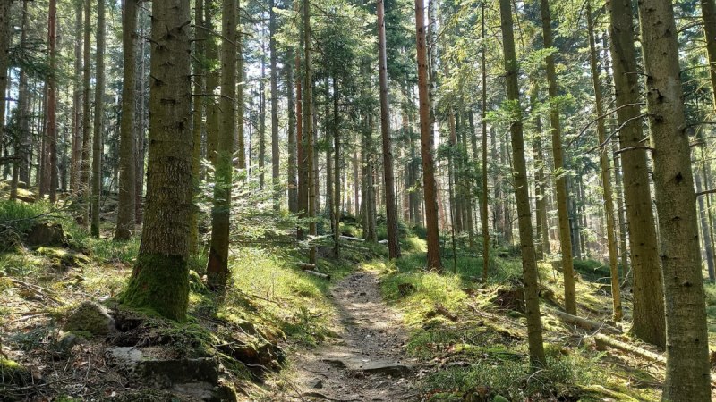 Ein schmaler Pfad schlängelt sich durch einen lichten Wald mit hohen Bäumen und Sonnenlicht, das den Boden erhellt., © Nördlicher Schwarzwald