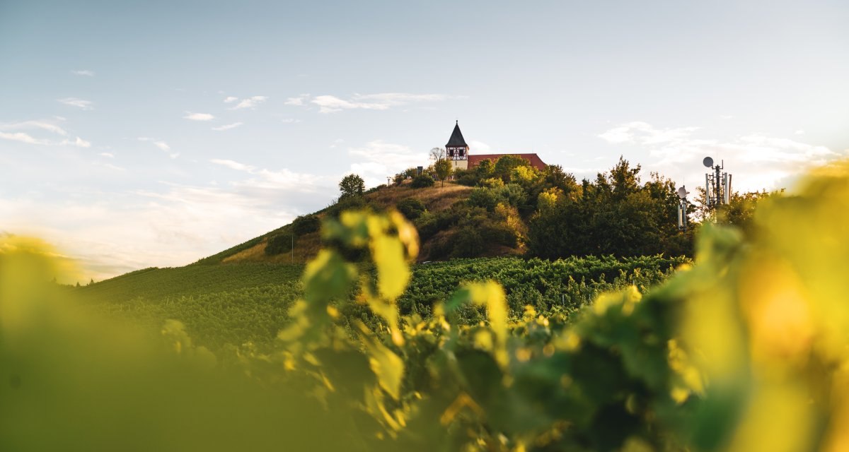 Blick auf den Michaelsberg in Cleebronn durch Weinreben |  HeilbronnerLand, &copy; Touristikgemeinschaft HeilbronnerLand e.V.